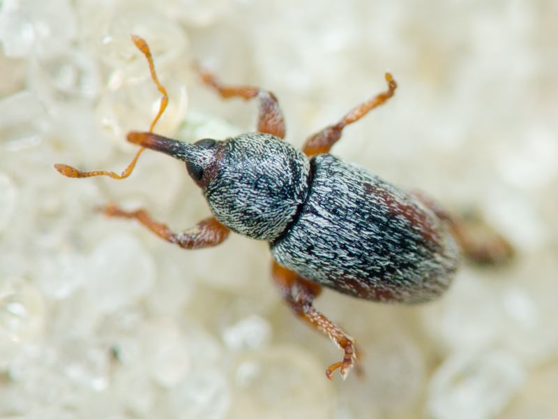 Tychius sharpi Tournier, 1873